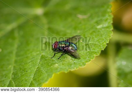 A Close-up Of A Fly Sitting On A Leaf.