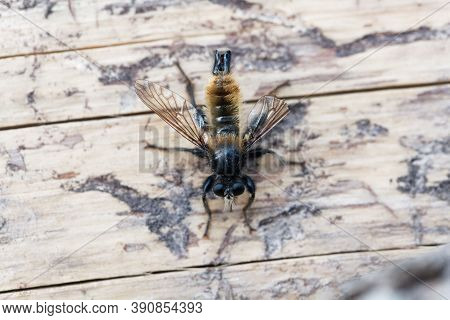 Yellow Robberfly, Laphria Flava, On A Wooden Background.