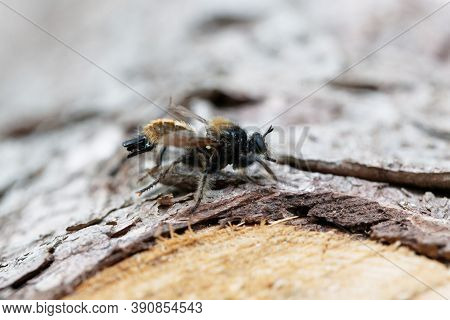 Yellow Robberfly, Laphria Flava, On A Wooden Background.