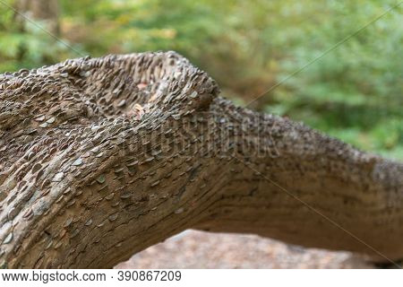 Coins In A Tree Trunk