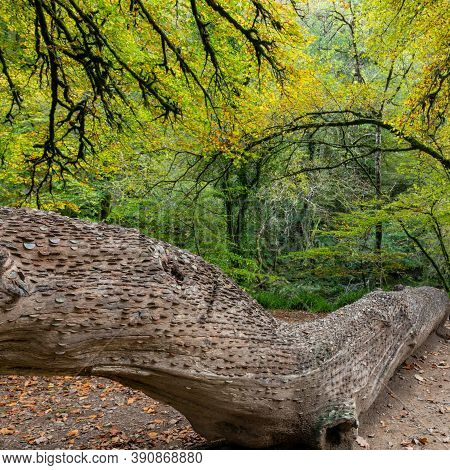 Close Up Of Coins Hammered Into A Tree Trunk At Tarr Steps In Exmoor National Park