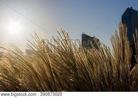 Chinese Silver Grass, Maiden Grass, Miscanthus Chinese, Miscanthus Sinensis Illuminated By Soft Even