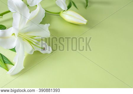 Close-up Of White Lily Flower On Light Green Background For Design On The Theme Of Wedding, Holiday 