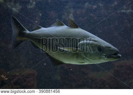 The Saithe Fish (pollachius Virens) In Aquarium.
