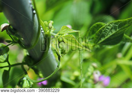Top View Of Bean Stems Climbing Up A Pole