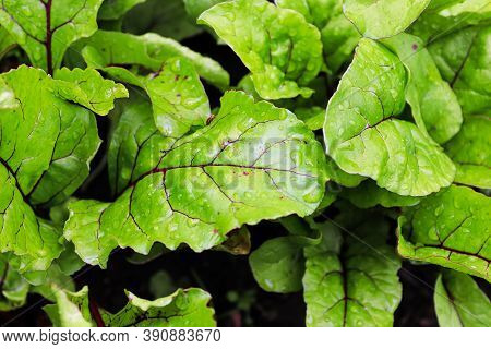 Closeup View Of Green Beet Leaves With Water Droplets