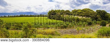 Panoramic View Of The Beautiful Crops At The Valle Del Cauca Region In Colombia