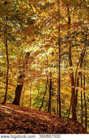 Fall Colors On Trees On A Hillside In Frick Park In Pittsburgh, Pennsylvania, Usa On A Sunny Autumn 