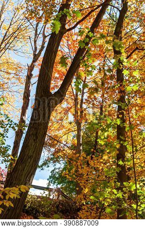 Fall Colors On Trees On A Hillside In Frick Park In Pittsburgh, Pennsylvania, Usa On A Sunny Autumn 