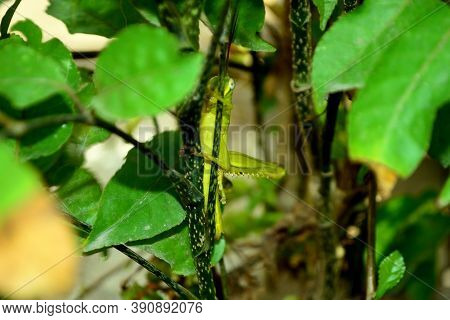 Insect, The Green Grasshopper Reading On The Branch