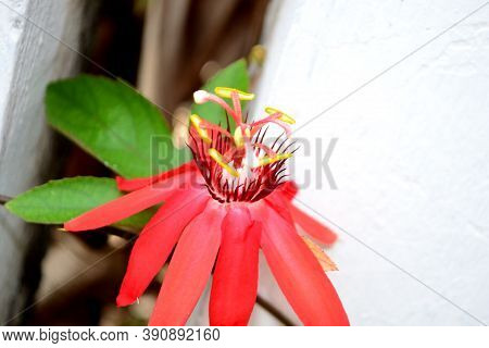 Nature, Beautiful  Red Flower With Green Leaf