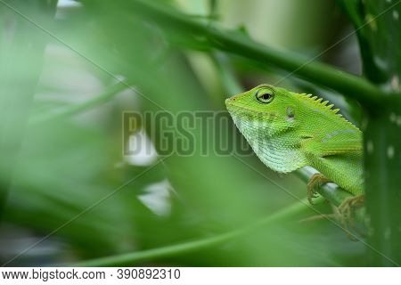 The Mane Chameleon (bronchocela Jubata) Is A Species Of Tree Lizard