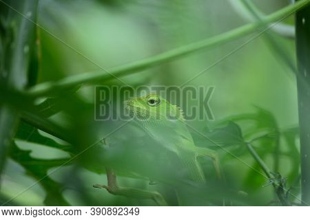 The Mane Chameleon (bronchocela Jubata) Is A Species Of Tree Lizard
