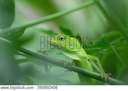 The Mane Chameleon (bronchocela Jubata) Is A Species Of Tree Lizard