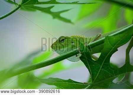The Mane Chameleon (bronchocela Jubata) Is A Species Of Tree Lizard