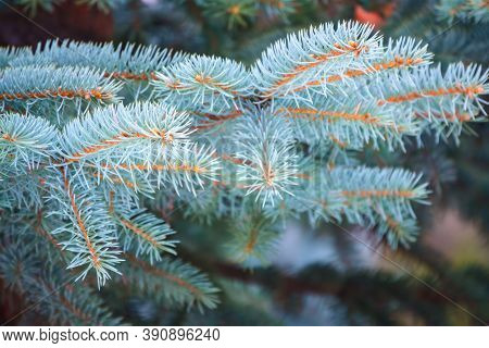 Branches Of Blue Spruce With Needles In The Sunset Light. Fir Branch In The Rays Of The Sun. The Blu