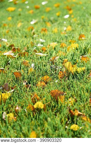 Colorful Fallen Autumn Leaves On Green Grass Field Or Lawn. Season, Nature, Autumn Card, Thanksgivin
