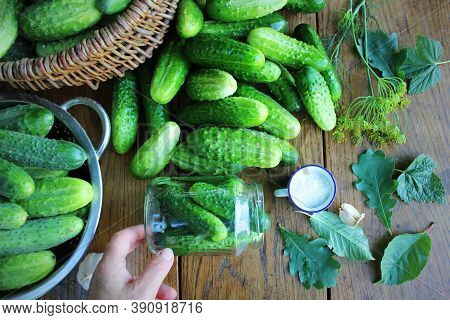 Cucumber Canning Concept. Fermented Pickled Cucumbers, H Dill Glass Jar In Women Hand .