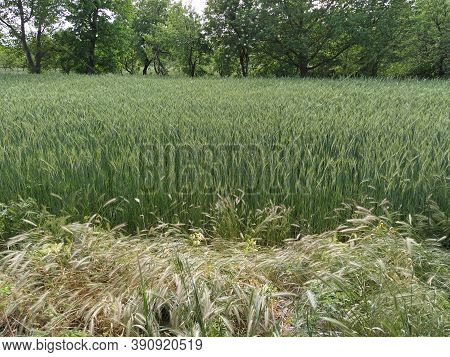Wall Barley Or Hordeum Murinum Grows Grows Next To A Wheat Field. Agricultural Cereals. Weeds And Us