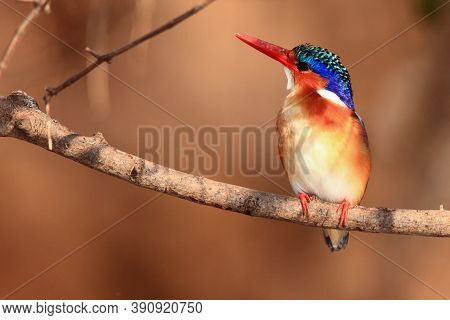 The Malachite Kingfisher (corythornis Cristatus) Sitting On The Branch. A Small African Kingfisher W