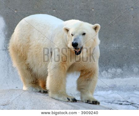 Urso polar