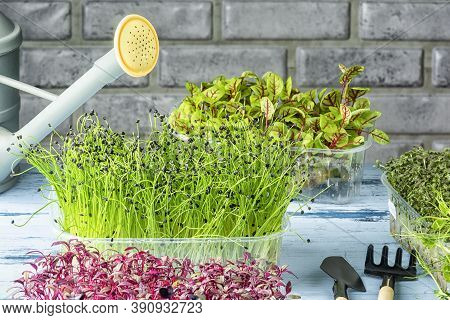 Young Shoots Of Jusai Onions In A Box. Growing Microgreens At Home. Photo With Copy Space.