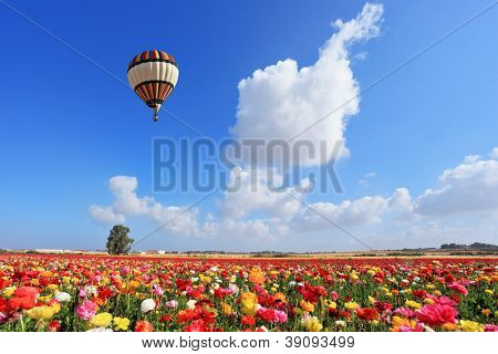 Lyse stribet ballon flyver over et felt af farverige haven af Vandranunkel. Forårsdag i Israel.