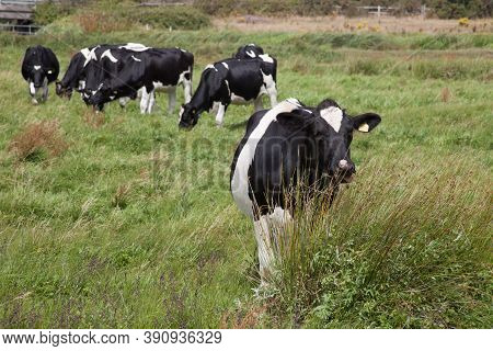 A Herd Of Cows Grazing In A Field In Wareham, Dorset In The Uk