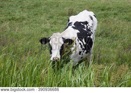 A Cow Grazing In A Field In Wareham, Dorset In The Uk