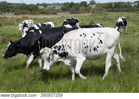 Cows Walking Across A Field In Wareham, Dorset In The Uk