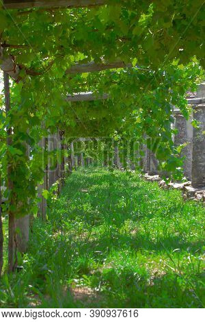 Italy, Asti. Bunches Of Raisins Moscato Wine Grow In The Vineyard. High Quality Photo