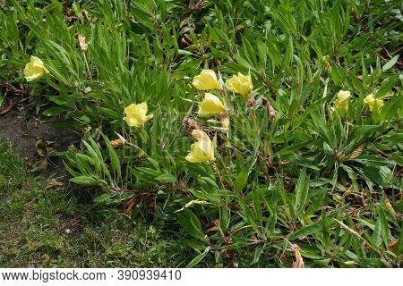 Numerous Yellow Flowers Of Oenothera Macrocarpa In July