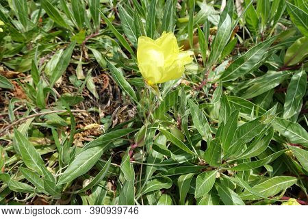 Single Yellow Flower Of Oenothera Macrocarpa In August