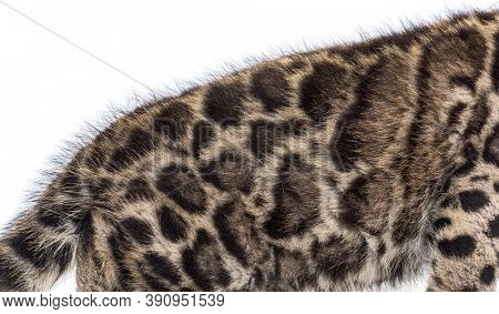 Clouded leopard cub, two months old, Neofelis nebulosa, isolated on white