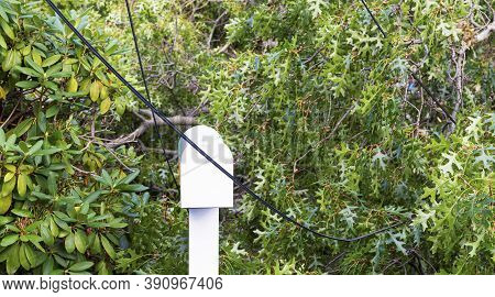 A Mailbox Is Surrounded By The Branches Of A Tree That Crashed To The Gound During A Storm And Elect