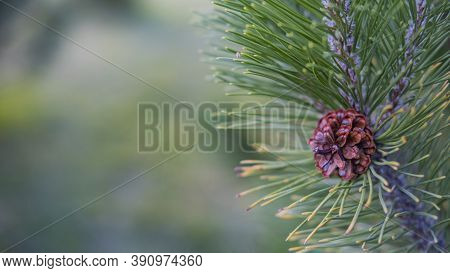 Close-up. A Pine Cone On A Branch Of A Swiss Mountain Pine With A Blurred Green Background. The Resu