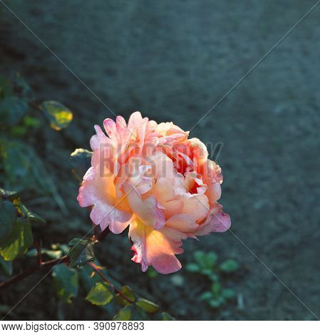 Rose Flower On Dark Green-blue Background In Evening Sunlight