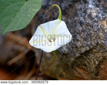 Ipomoea Obscura, Small White Morning Glory Or  Obscure Morning Glory Flower