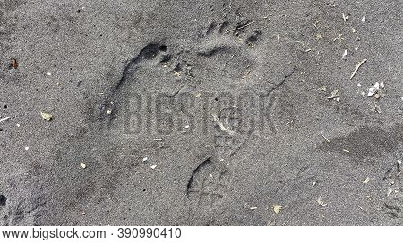 Bear Footprints And Footprints From A Man's Shoes On Black Volcanic Sand. Khalaktyrsky Beach. Travel