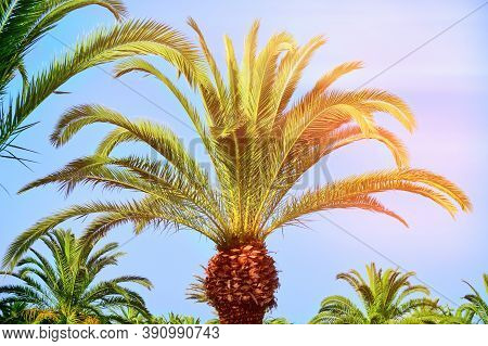 Beautiful Tropical Palm Tree In The Sun, Close-up. The Leaves Of A Coconut Palm Look Like A Pineappl