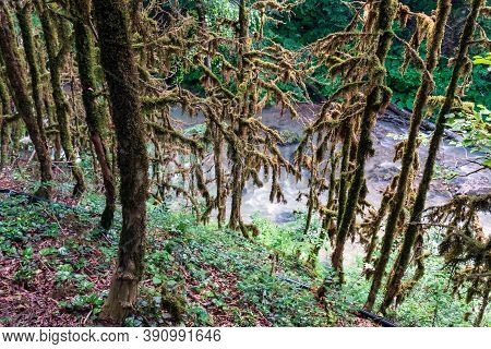 Dead Box Tree Forest Landscape By Mezmai Village In Caucasus Mountains, Russia. Kurdzhips River Cany