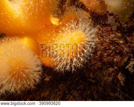 A Closeup Picture Of A Feeding Soft Coral Dead Mans Fingers Or Alcyonium Digitatum. Picture From The