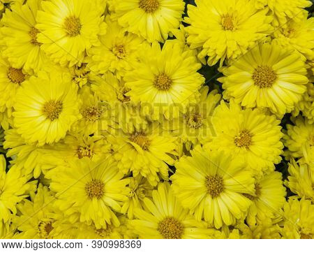 Selective Focus Of Autumn Yellow Flowers Herbaceous Plant, Species Of The Genus Calendula Of The Ast