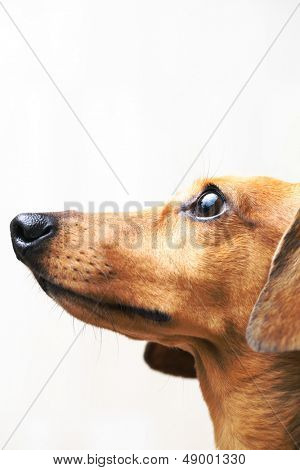 达克斯猎狗狗向上看