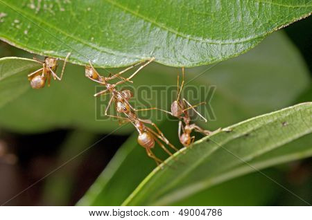 weaver ants are building a nest
