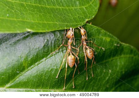 weaver ants build nest