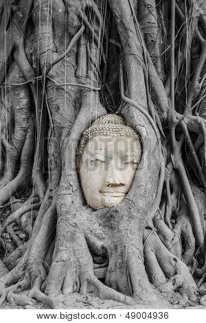 Historical and ancient The Buddha.
