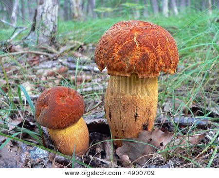 버섯 (leccinium Extremiorientale)
