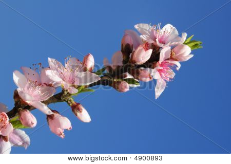 Peachblossom
