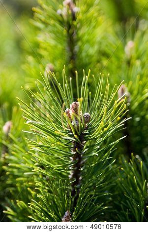 pine branch